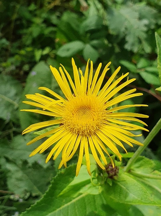 Rindsauge